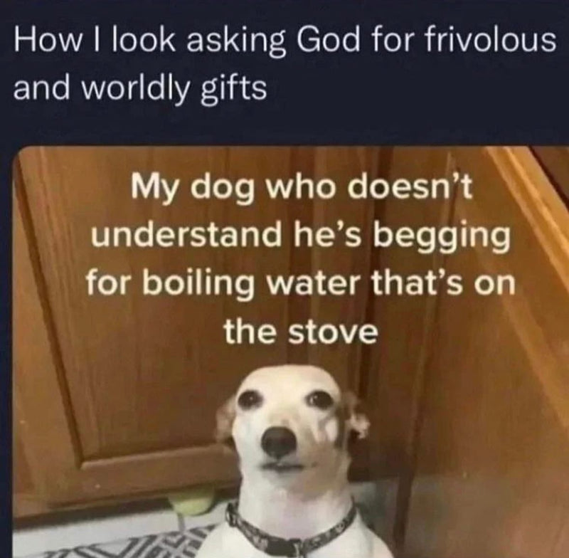 How I look asking God for frivolous and worldly gifts. My dog who doesn't understand he's begging for boiling water that's on the stove, over a wide-eyed little dog staring up hopefully.