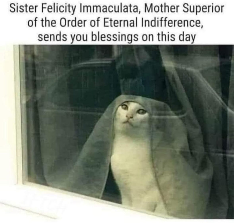 Sister Felicity Immaculata, Mother Superior of the Order of Eternal Indifference, sends you blessings on this day. A white cat peers out a window with a sheer curtain draped over its head like a nun's veil.