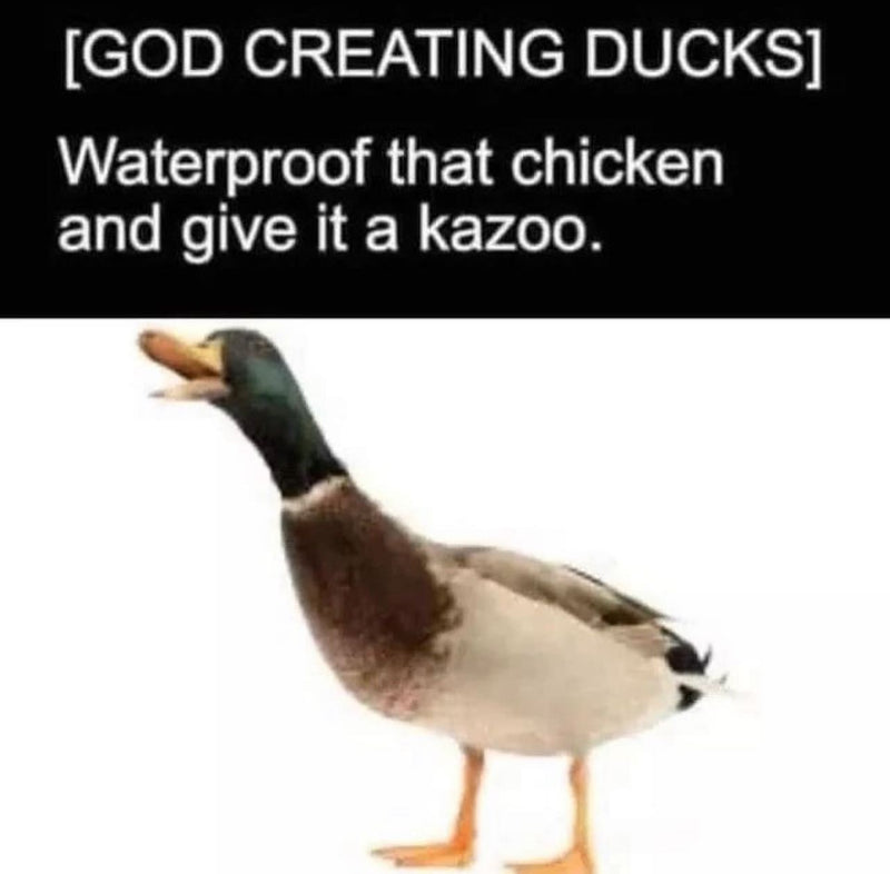 [GOD CREATING DUCKS] Waterproof that chicken and give it a kazoo. Over a photo of a quacking mallard duck.