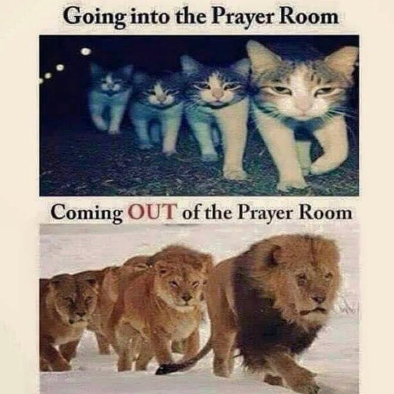 Going into the Prayer Room: a line of small cats. Coming OUT of the Prayer Room: a pride of lions.