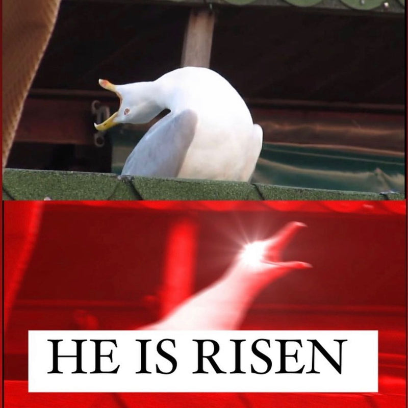HE IS RISEN, shouted by the inhaling seagull: a seagull winding up its breath, then screeching in a glowing red close-up.