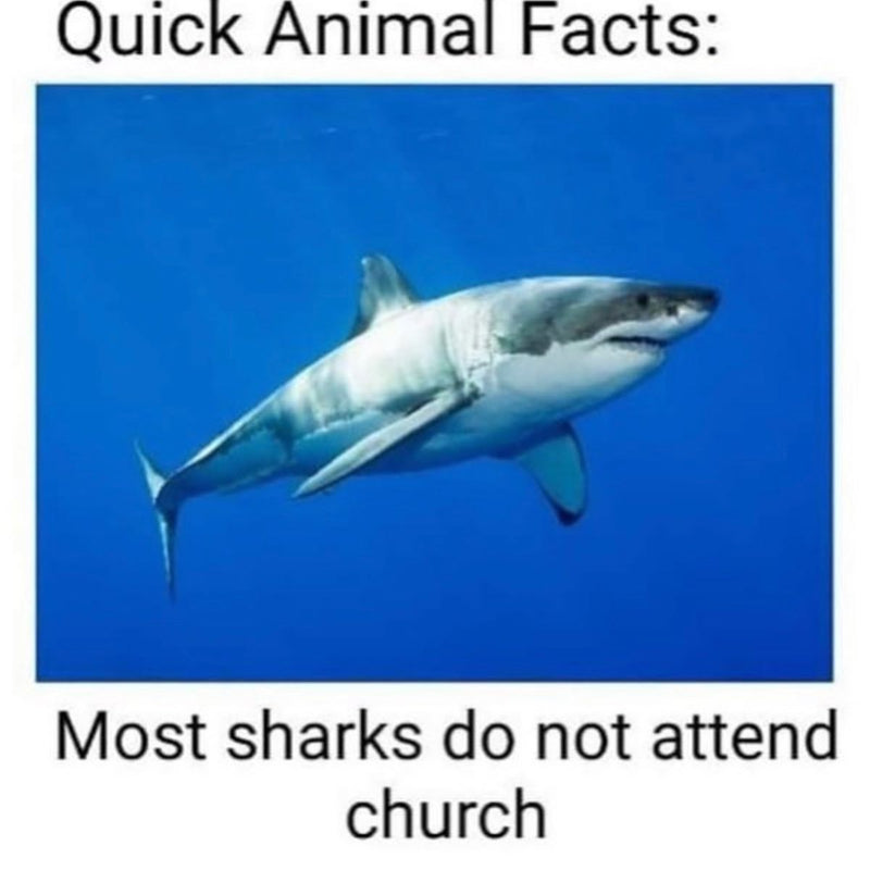 Quick Animal Facts: Most sharks do not attend church. Over a photo of a great white shark swimming in blue water.
