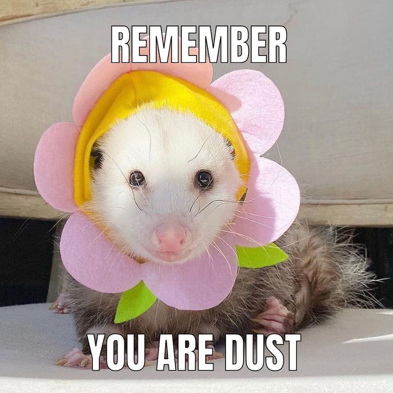 REMEMBER YOU ARE DUST. Over a photo of a white-faced opossum wearing a pink felt flower costume.